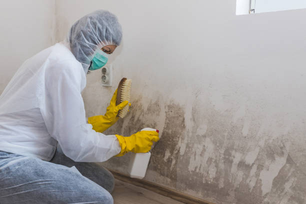 Best Airborne Mold Testing  in South Plainfield, NJ
