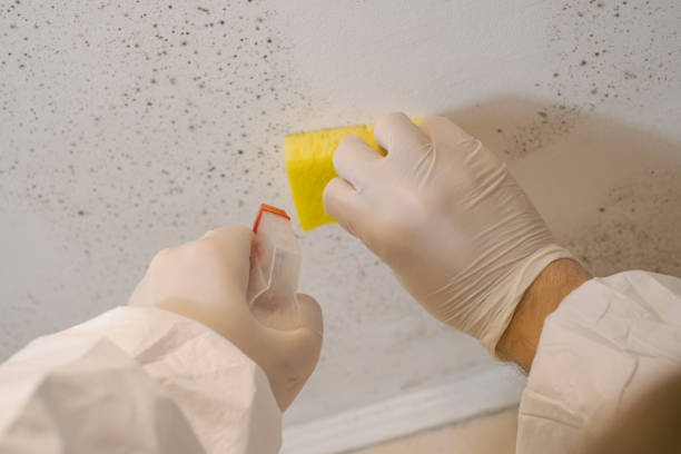 Best Mold Damage Restoration  in South Plainfield, NJ