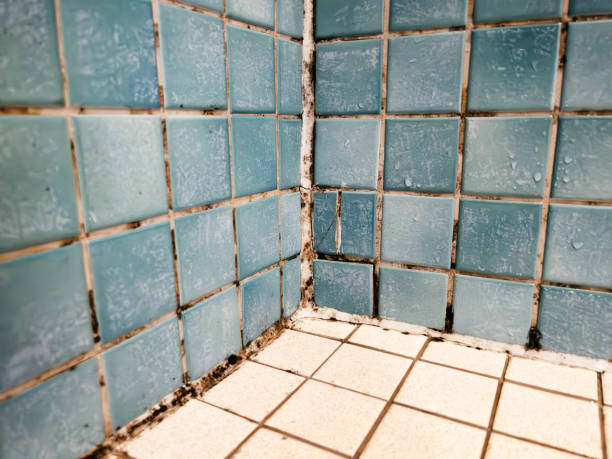 Best Comprehensive Air Testing for Mold Contaminants  in South Plainfield, NJ
