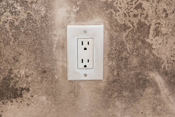 Best Environmental Consulting for Mold Prevention  in South Plainfield, NJ