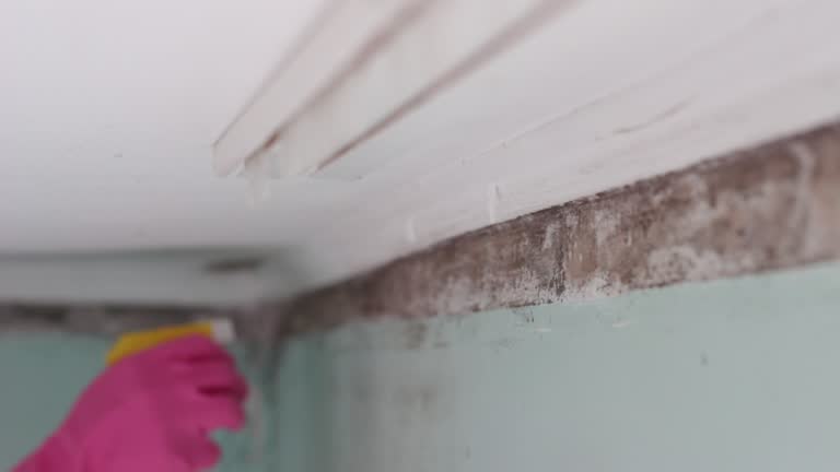Best Crawl Space Mold Remediation  in South Plainfield, NJ